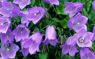 Purple flowers blooming grass together - a bee free wallpaper