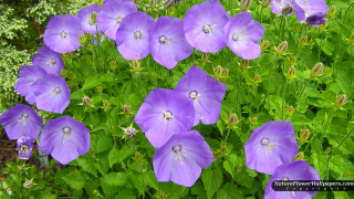 Purple flowers garden green leaves 2 - a garden area free wallpaper