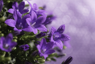 Purple flowers water droplets blurry - celia fiennes free wallpaper