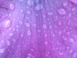 Purple flower water droplets blue 2 - petal free wallpaper