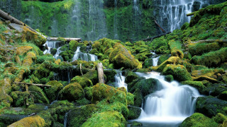 Waterfall moss forest fallen trunk - fallen free wallpaper