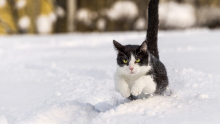 Cat running through snow wintertime - in the wintertime time free wallpaper