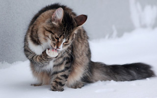 Cat playing toy snow sunny - winter free wallpaper
