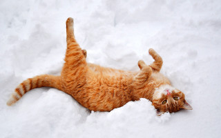 Cat laying snow back paws - its head on free wallpaper