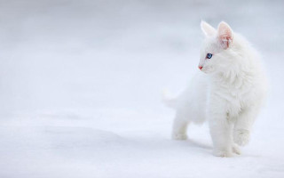 White cat snow blue eyes - a white coat free wallpaper