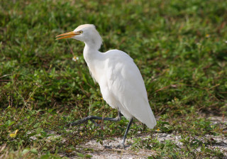 White bird long beak grass - a long beak free wallpaper