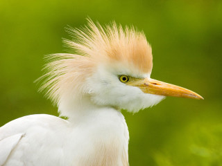 White bird yellow head long - a yellow head free wallpaper