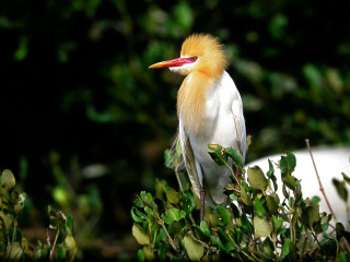 Yellow head red beak bird - a yellow head free wallpaper