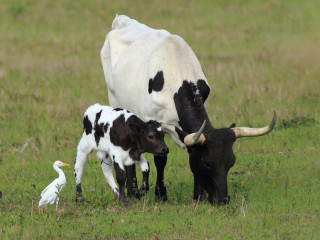 Cow calf field bird grass - a cow free wallpaper