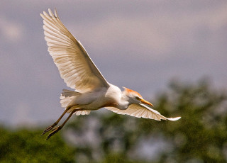 White bird orange black wings - wing free wallpaper