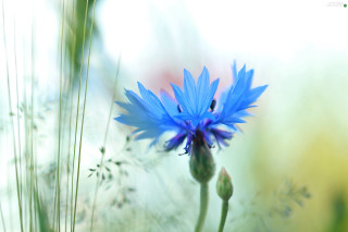 Blue flower field grass weeds - the middle of a field free wallpaper