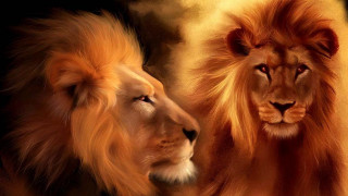 Lions facing black yellow background - two lion free wallpaper