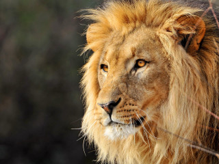 Lion long mane brown face - a long mane free wallpaper