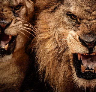Two lions mouths open teeth - free cats wallpaper for tablet