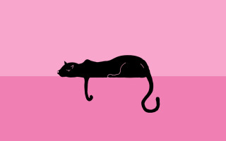 Black cat pink surface pink - a tail free wallpaper
