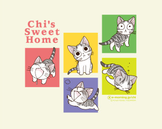 Cat four colors chis sweet - sticker free wallpaper