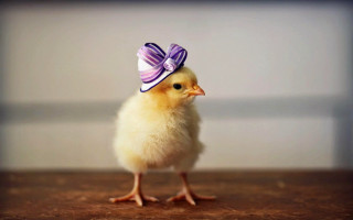 Small yellow chicken purple bow - a purple bow free wallpaper