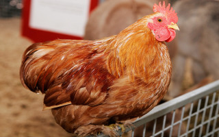 Chicken fence pen animals red - upper body free wallpaper