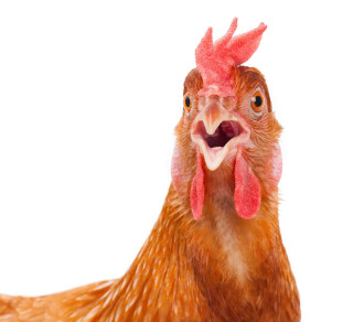 Chicken closeup white background red - realistic free wallpaper for tablet