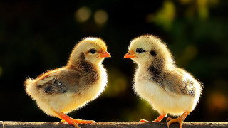 Two chicks wood trees flame - little free wallpaper for desktop