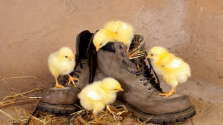 Boots chicks hay wall shoes - hay next free wallpaper