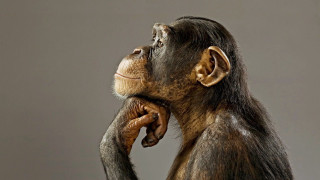 Chimp standing hands face looking - its hand free wallpaper