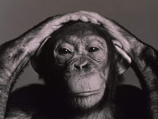 Chimpanzee serious expression holding head - bert stern free wallpaper