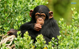Chimpanzee eating bush wildlife nature - its hand free wallpaper