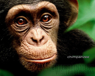 Close up monkey green background - a close up of a monkey with free wallpaper