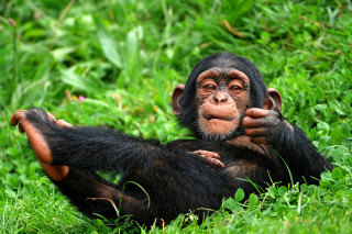 Chimp sitting grass hands chest - his chest free wallpaper for desktop