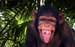 Monkey open mouth tongue green - its tongue free wallpaper