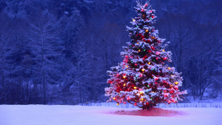Christmas tree lit snow lights 4 - covered tree free wallpaper