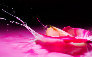 Pink flower splashing liquid water - a drop of water free wallpaper