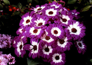 Purple white flowers garden green - a garden area free wallpaper