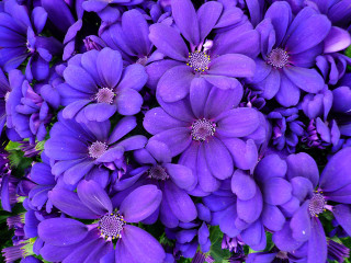 Purple flowers green leaves blue 2 - a close up of a bunch free wallpaper