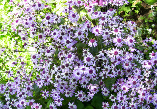 Purple flowers garden green leaves - a garden area free wallpaper