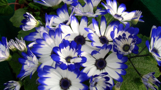 Blue white flowers vase tabletop - constance copeman free wallpaper