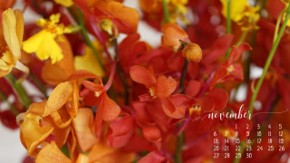Calendar flowers november date center - a calendar free wallpaper