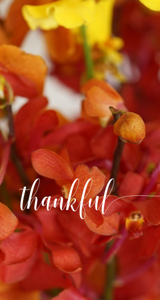 Flowers vase thank you white - free holidays wallpaper for mobile