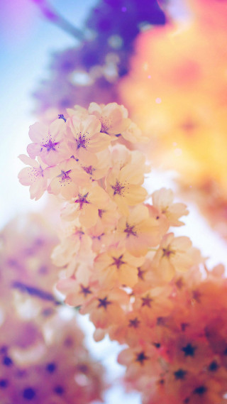 Flowers in the air blurry - claire dalby free wallpaper for mobile