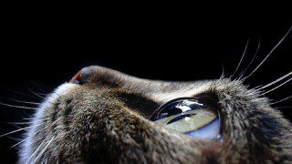 Cat eye reflection macro energy - eye free wallpaper for desktop