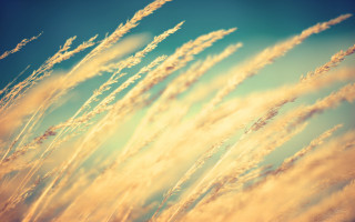 Tall grass blowing wind blue - sky in the background free wallpaper