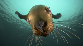 Seal looking up swimming open - a seal free wallpaper