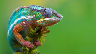 Colorful chameleon branch leaves green - a green background behind free wallpaper