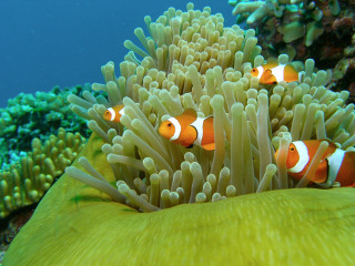 Clown fish anemone ocean corals - coral free wallpaper