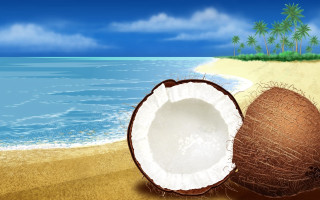 Coconut shell beach palm ocean - a blue sky and ocean in the background free wallpaper