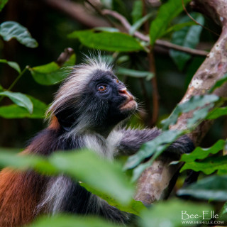Monkey sitting tree looking up - free forest wallpaper for tablet