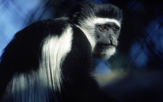 Black white monkey long hair - alex petruk ape free wallpaper