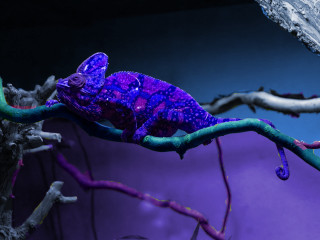Purple blue chameleon branch tree - ambient free wallpaper
