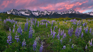 Wildflowers mountains pink sky clouds - a pink sky free wallpaper for desktop